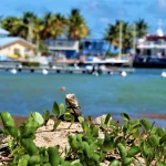 Nos conseils pour une première visite de l’île de Marie-Galante