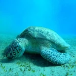 Les lieux de tournage de Halloween (1978) de John Carpenter