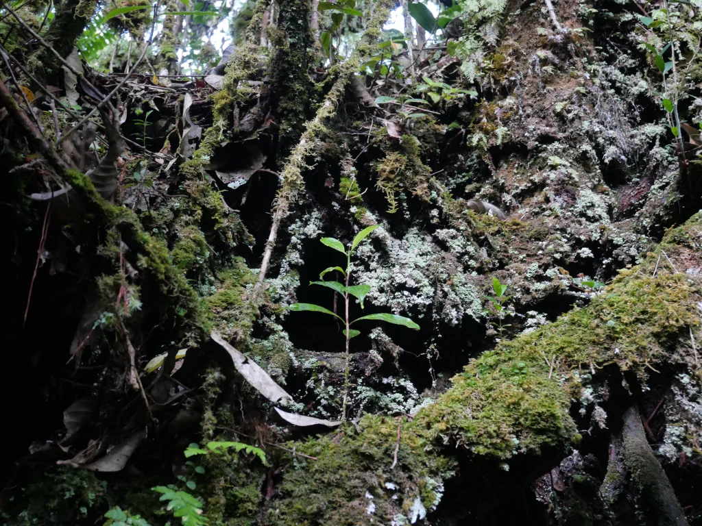 foret de mousse cameron highland
