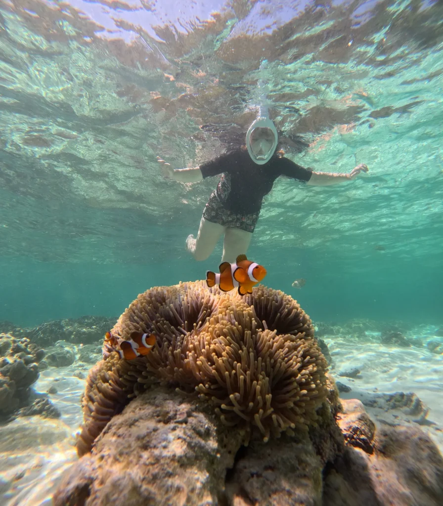 poissons clown anémone mer