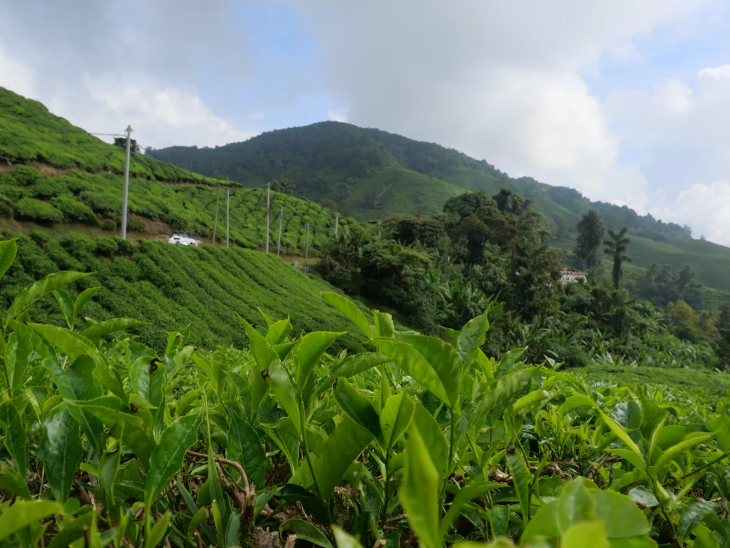 vue sur cameron highland