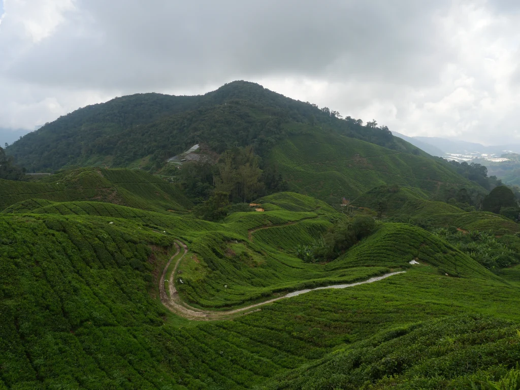 route sinueuse entre les plantations de thé