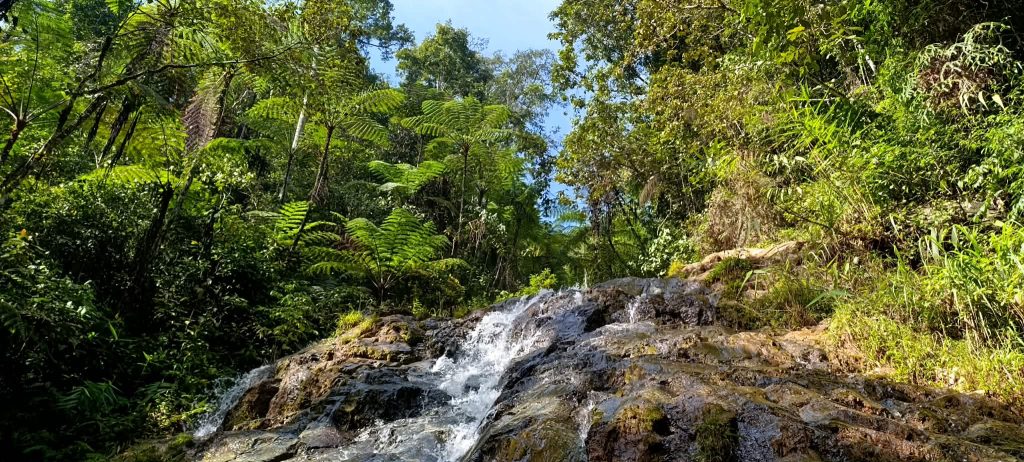 cascade jungle
