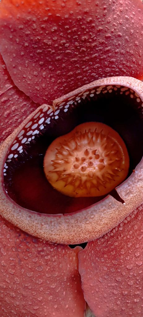 rafflesia vue de prêt