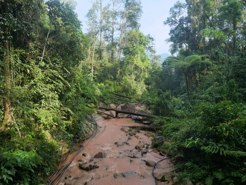 rivière dans la jungle 