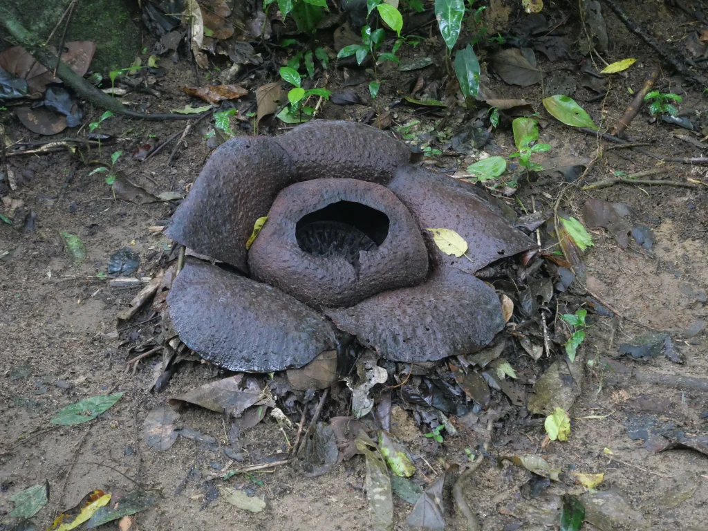rafflesia morte