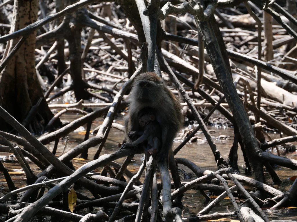 macaque crabier mangrove
