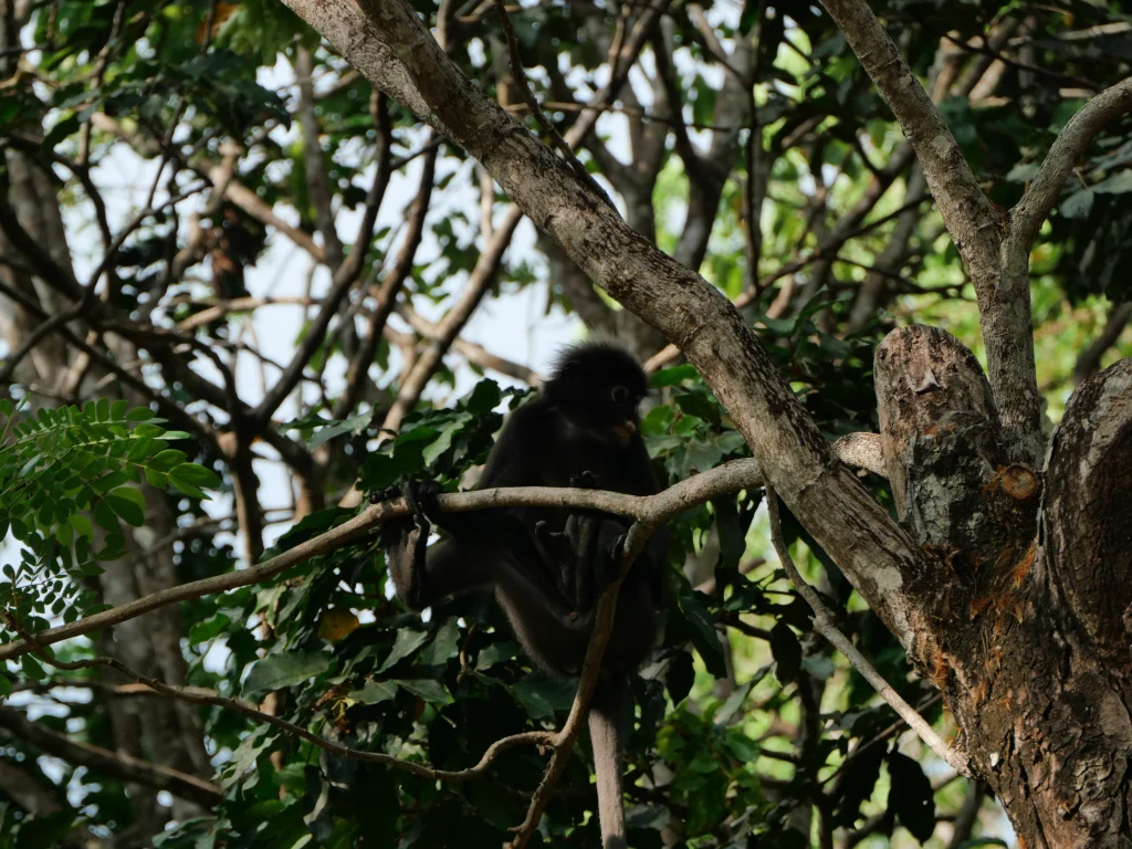 singes à lunettes Semnopithèque obscur