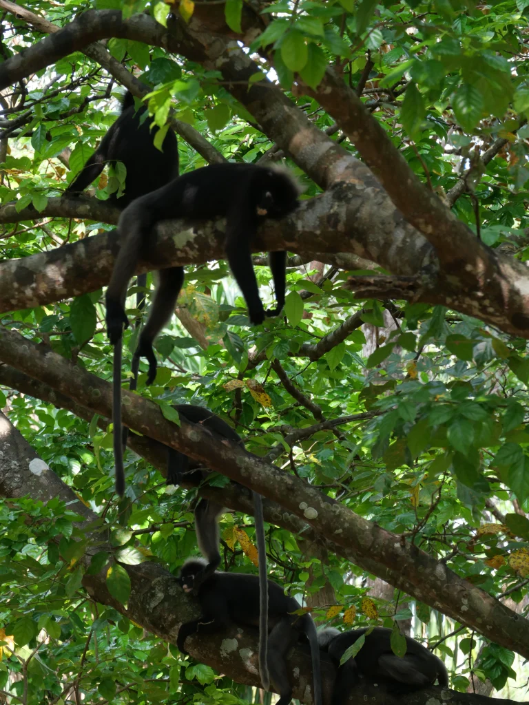 singes à lunettes (Semnopithèque obscur à langkawi