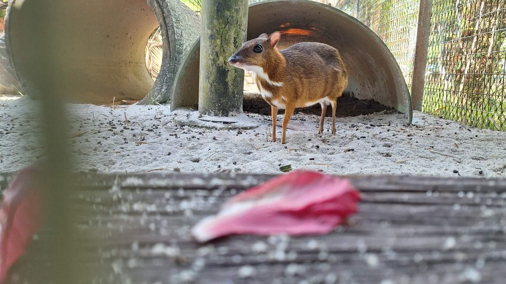 cerf souris mouse deer