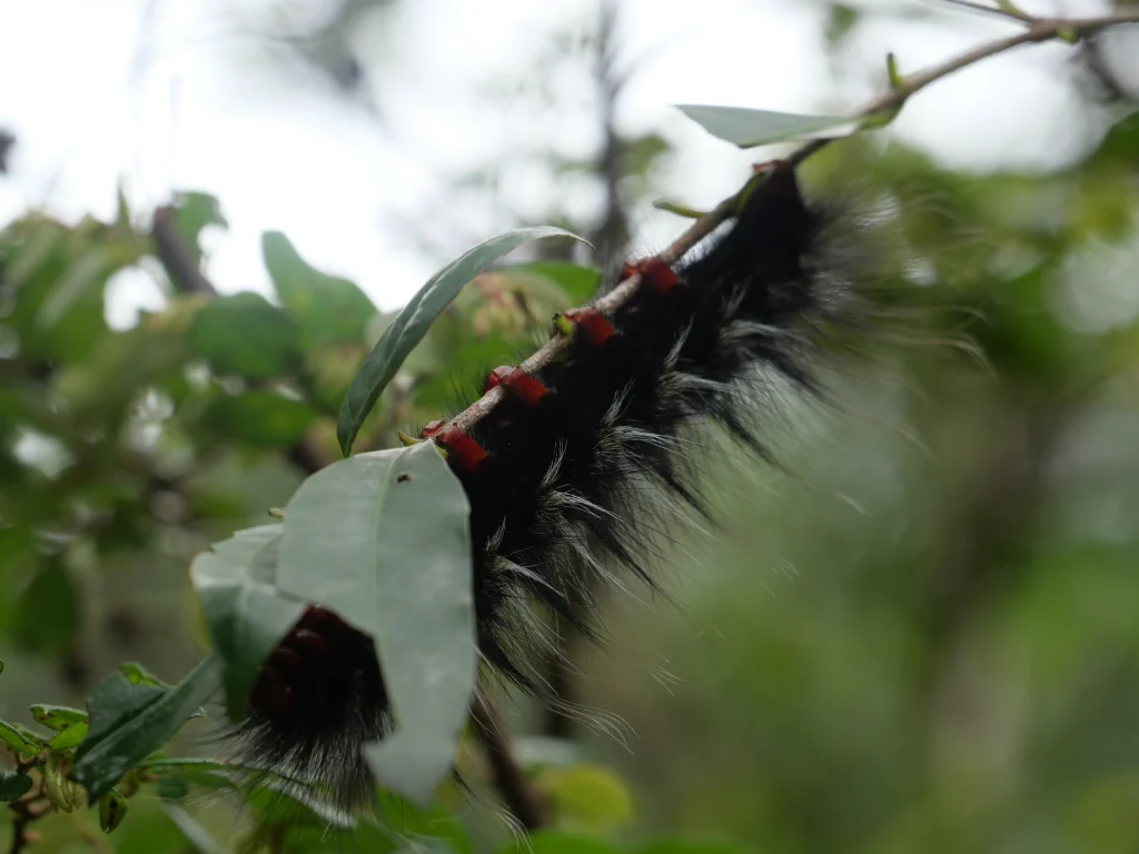 chenille en chine